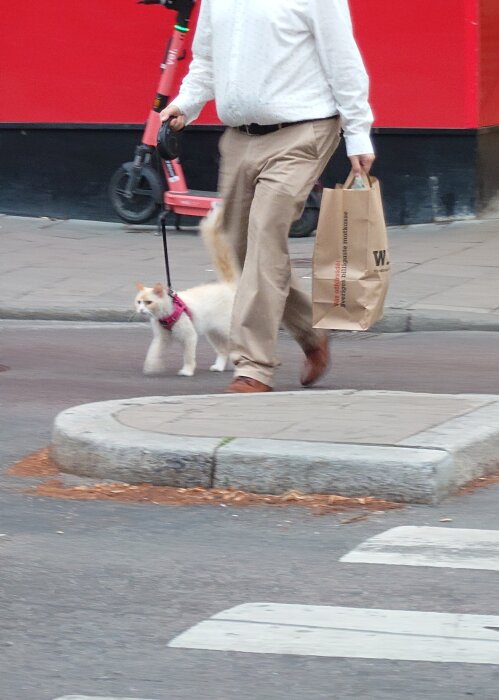 Man går med vit och orange katt i sele på trottoaren, kattens svans högt upp. Katt liknar hund. Röd elsparkcykel och papperskasse syns i bakgrunden.