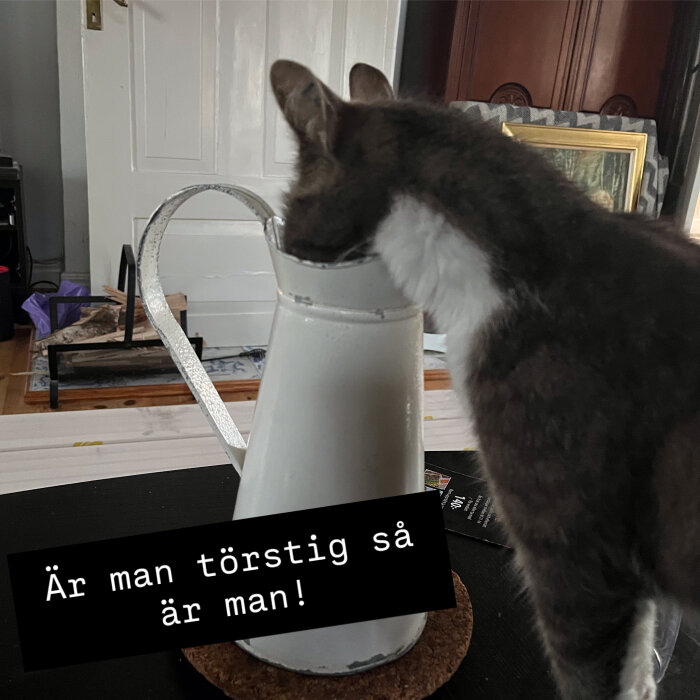 Katten dricker vatten direkt ur en vit tillbringare på bordet.