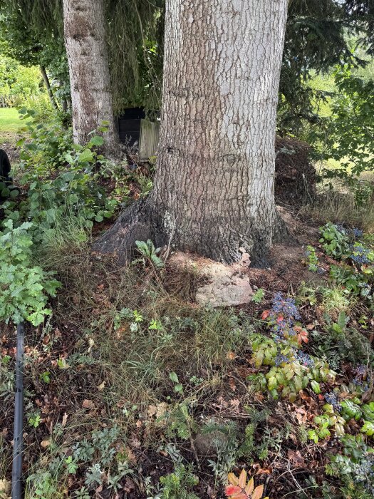 Trädstammar nära tomtgräns med synliga rötter och vegetation, svart slang markerar gränsen.