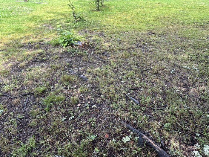 Grön gräsmatta med utspridda rötter ovan jord och en svart slang som markerar tomtgränsen.