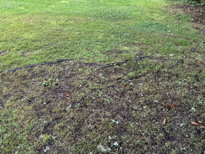 Markyta med gräs där trärötter syns nära ytan, omgivna av kottar och lövverk. Gräsyta sluttar något i bakgrunden.