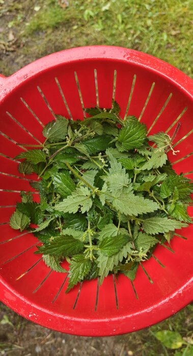 Nyskördade nässlor i ett rött durkslag, redo att användas för att laga nässelsoppa.