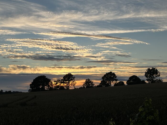 Solnedgång över en åker med silhuetterna av träd i förgrunden och en vacker himmel med spridda moln.