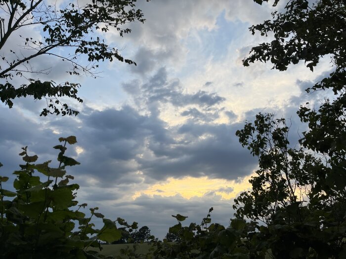 Molnig himmel vid solnedgång med silhuetter av träd och buskar i förgrunden.