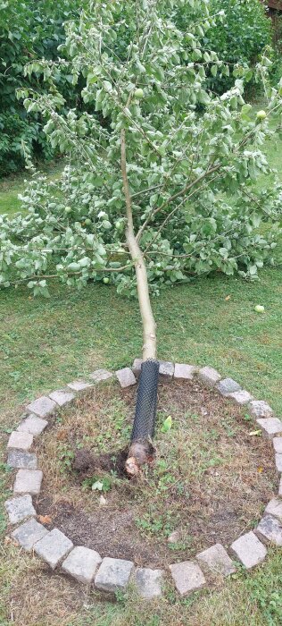 Omkullblåst aroma träd med bruten stam vid ympningspunkt, skyddat med nät. Rötterna och nedersta delen av trädet synliga omgivna av kantstenar.