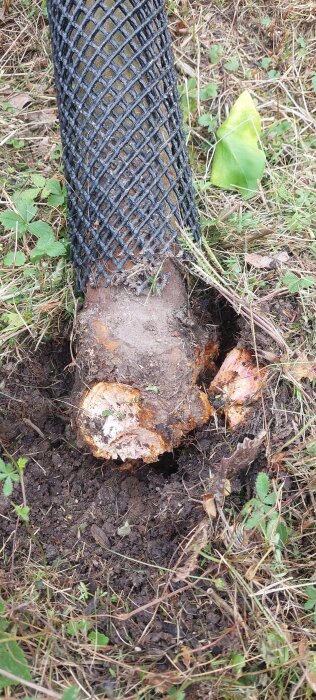 Aromaträd brutet vid ympning, rötter kvar i jorden, omgärdat av skyddsnät, belagd med jord och gräs, fokus på brytpunkten.