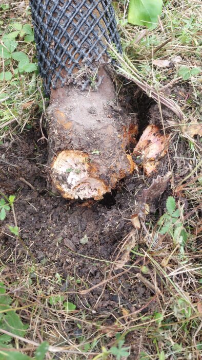 Trasigt aroma träd som har brutits av vid ympningen syns vid roten med synliga rötter och jord. Trädet är delvis täckt av ett nät.