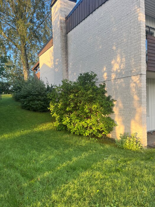 Suterrängvilla från 1970 med buskar vid stuprör på solbelyst fasad, gräsmatta framför huset.