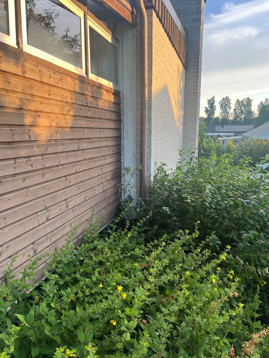 Sida av suterrängvilla med trä- och tegelvägg, samt buskage vid stuprör i hörnet, där fuktproblem i tvättstugan diskuteras.