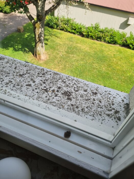 Smutsig fönsterbräda sedd inifrån, med jord och löv; utsikt över grönskande trädgård genom fönstret.