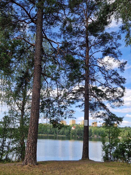 Två tallar vid kanten av en sjö med några byggnader i bakgrunden och en klar blå himmel med moln.