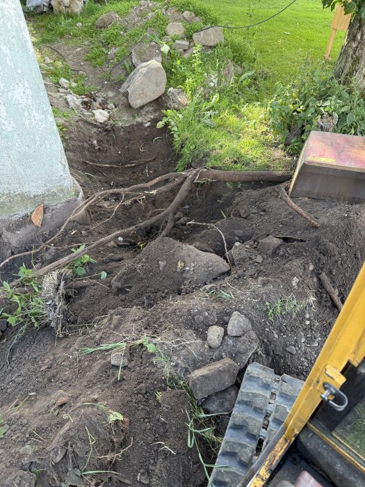 Gravarbetet för dränering runt ett hus, med synliga rötter från ett gullregnträd och en gul maskin.