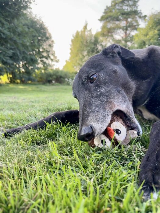 Svart hund tuggar på en leksak i form av en fågel ute på gräsmatta, omgiven av träd.