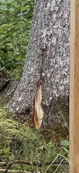 Skadad trädstam i skogsmiljö med grönska runt omkring.
