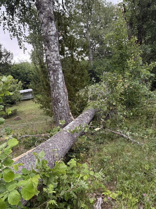 En fallen trädstam ligger på marken bredvid ett stående träd i en skogsmiljö.