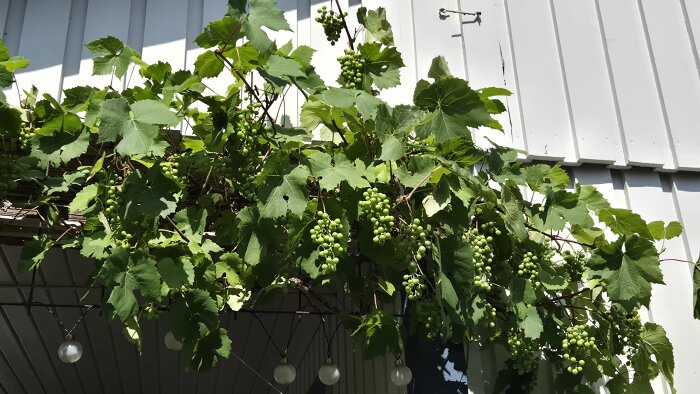 Vindruvsklase mot en vit trävägg, omgiven av gröna blad.