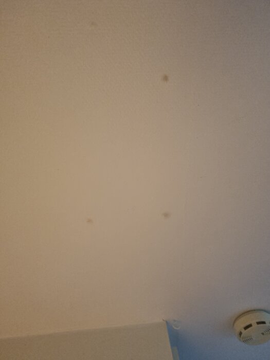 Fläckar på innertaket i en stuga, möjliga läckpunkter vid skruvar eller spikar. Synligt tak och en brandvarnare i hörnet av bilden.