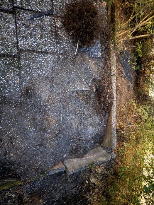 Utspridda plattor och jord där en buske tagits bort, synliga rötter och förskjutna stenar på grund av tidigare rottryck.
