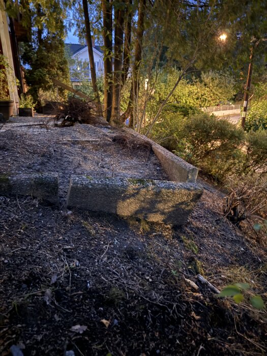 Betongstenar förskjutna av buskrötter i en trädgård, omgivna av jord och vegetation.