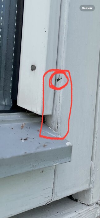 Närbild på ett fönsterkarm där område med potentiell skada eller defekt är inringat i rött. Kanske misstänkt för skadedjur eller materialfel.