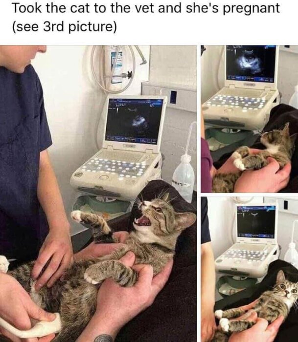 En katt får en ultraljudsundersökning hos veterinären, skärmen visar bilder medan katten hålls av en person.