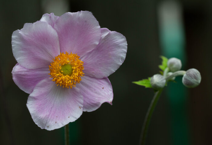 Närbild av en rosa höstanemon med gul mitt, omgiven av knoppar och gröna blad.