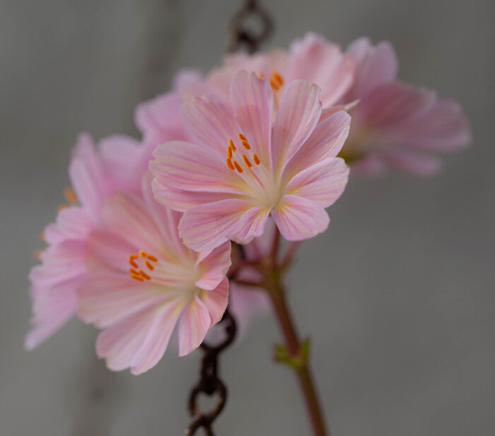 Närbild på rosa blommor med orange ståndare mot en suddig bakgrund.