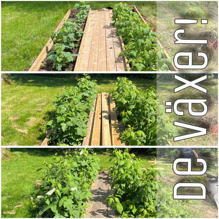 Tre bilder av växande plantor i odlingsbädd, med texten "De Växer!" som visar hur plantorna blir större över tid.