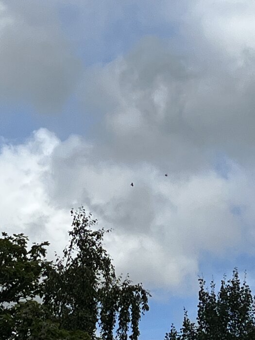 Molnig himmel med trädtoppar i förgrunden och en liten rovfågel svävande långt bort i bakgrunden.