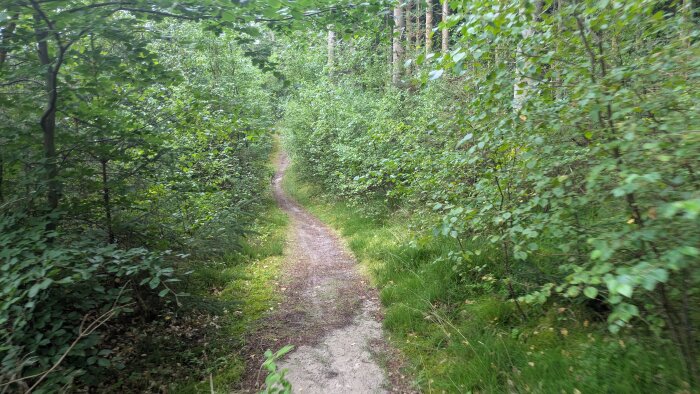En smal stig som slingrar sig genom en tät grön skog, omgiven av buskage och träd. Skogen ser frodig och lummig ut.