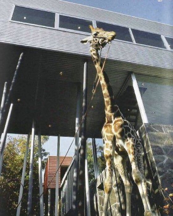 Giraff vid modern byggnad med långa pelare och stora fönster.