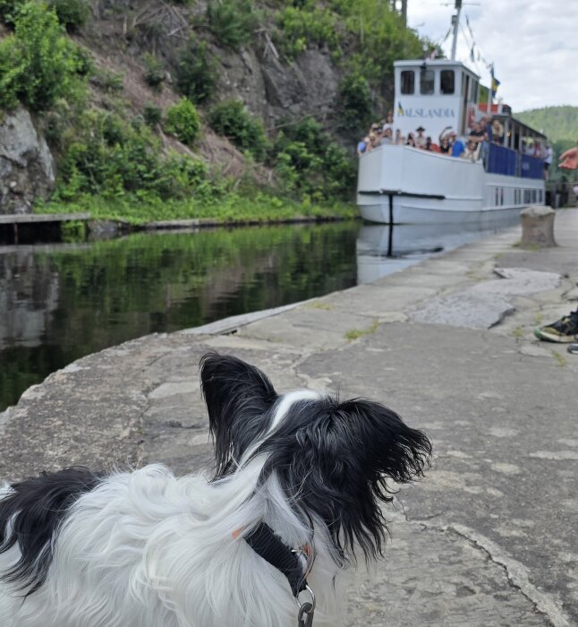 Hund vid kanal med en båt, märkning "ALSANDIA", fylld med passagerare i bakgrunden. Hundens namn kan vara Jesko.