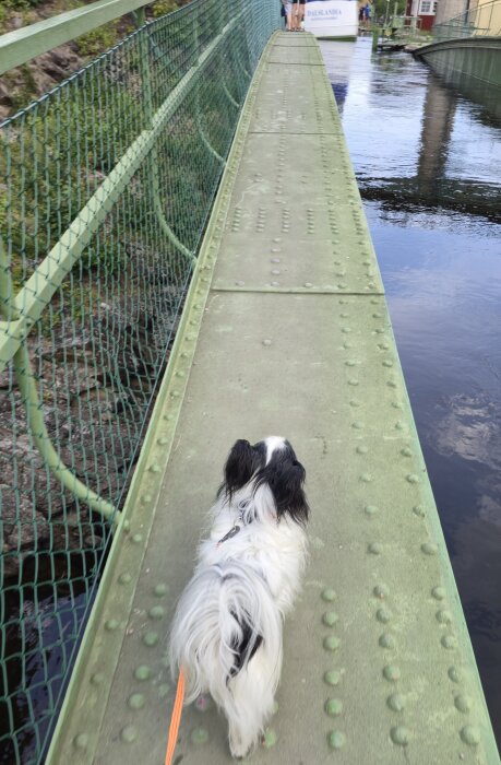 En hund går på en smal bro bredvid vatten, kopplad i ett koppel.