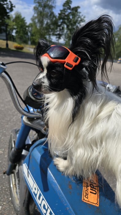 Hund med solglasögon sitter på en blå moped.