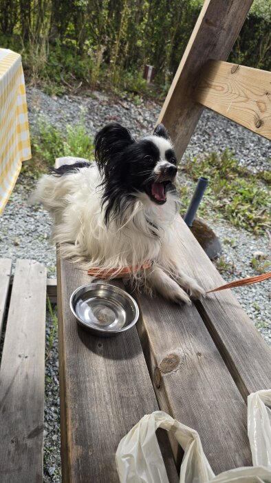 Svartvit hund gäspar på träbänk, med en vattenskål framför. Skog i bakgrunden.