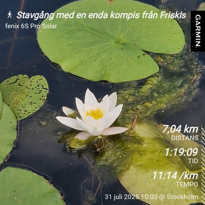 Vit näckros blommar på vattenyta med gröna blad omkring. Text: "Stavgång med en enda kompis från Friskis", distans och tid detaljer från Garmin.