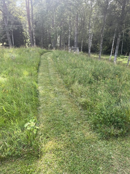 Nyklippt gräsgång som leder genom ett grönskande område i en skog, omgiven av höga träd och vildblommor.