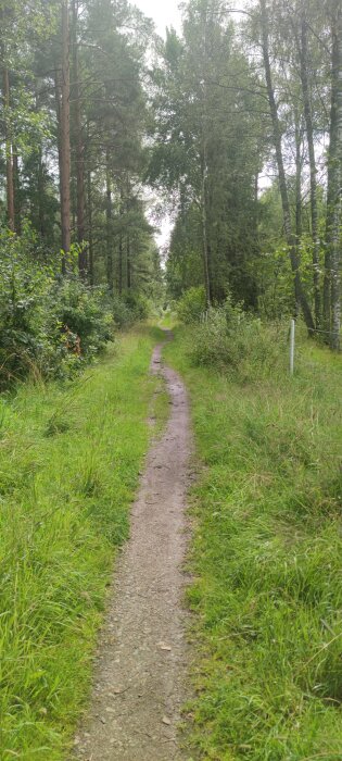 Skogsstig omgiven av täta träd och grönt gräs, som leder bort från kameran in i skogen under en molnig himmel.