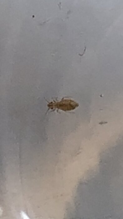 Närbild av ett litet, sexbent kryp på en yta, oklart underlag. Krypet är cirka 2 mm stort och ljusbrunt.