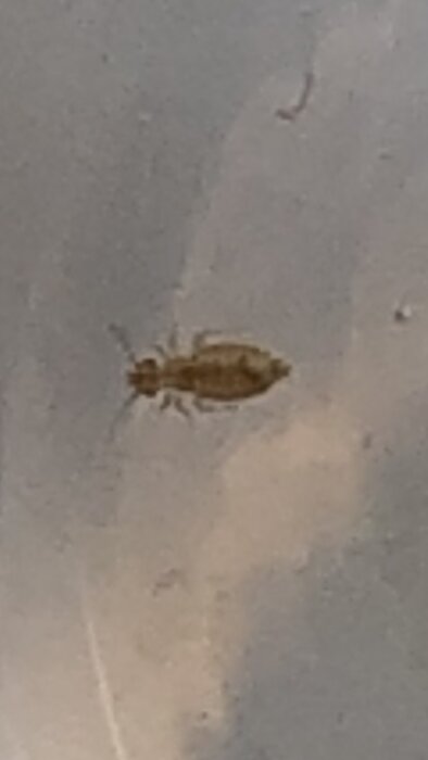 Litet insektsliknande kryp med sex ben, cirka 2 mm stort, på vad som ser ut att vara en slät yta.