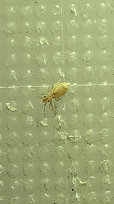 En liten insekt med sex ben, ca 2 mm lång, på en strukturerad yta. Kan hittas vid fönsterlister och i ladan.
