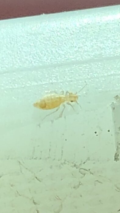 Litet gult sexbent kryp på vit yta, troligen ca 2mm stort, upphittat nära fönsterlister och i lada.