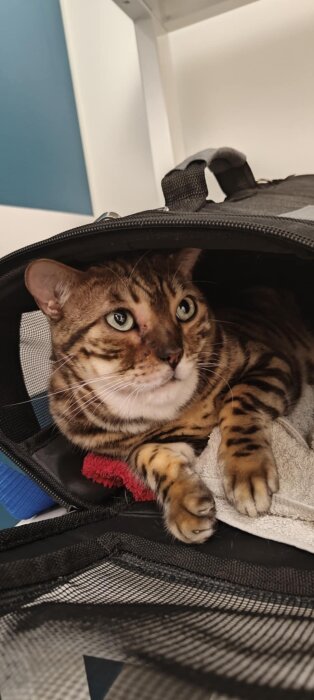 En bengalkatt sitter i en kattväska, ser ut genom öppningen.