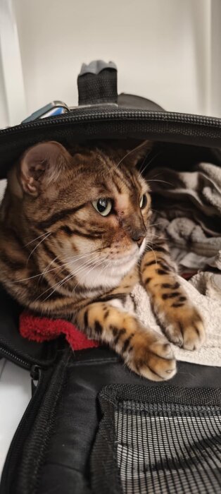 En katt ligger i en transportväska, verkar observera något. Text beskriver svullnad i halsen som svår att få med på bild.