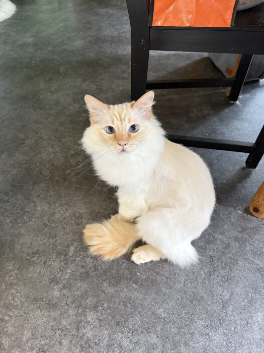 En ragdollkatt sitter på ett golv och tittar mot kameran.