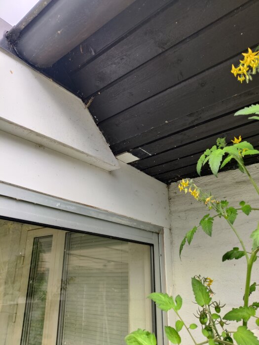 Takfoten vid ett uterum, med borttagen panel för att dra nätverkskabel till övervakningskamera; syns även del av växt med gula blommor.