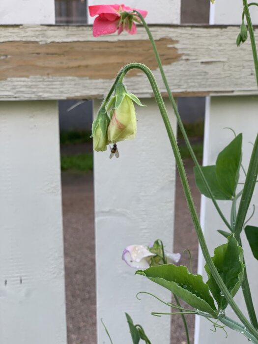 En blomma i knopp med en fluga som klättrar på den, mot bakgrund av ett vitmålat staket.
