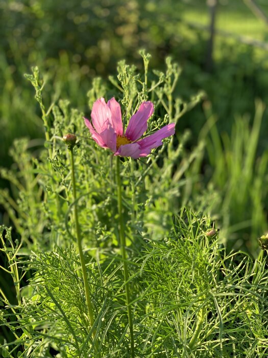 Rosa blomma omgivet av gröna stjälkar och blad i en solbelyst trädgård.