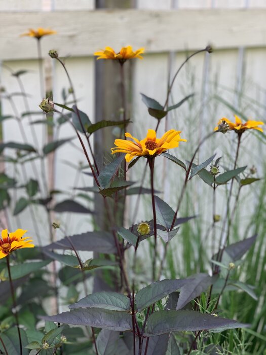 Gula blommor med mörka gröna blad vid ett trästaket i en trädgård.