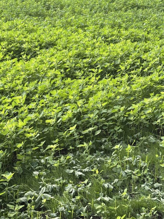 En grön yta täckt med hög målla och gräs, planerat att trimmas ner till 10 cm med trimmer och sedan klippas med gräsklippare.